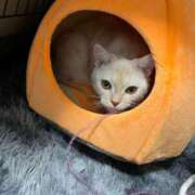 ヒメ日記 2026/04/25 23:05 投稿 せな 若葉