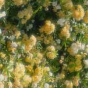 ヒメ日記 2026/04/12 17:41 投稿 紗苗(さなえ) グランドオペラ横浜