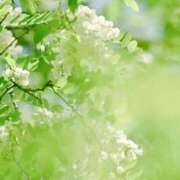 ヒメ日記 2026/04/15 10:02 投稿 紗苗(さなえ) グランドオペラ横浜