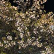 ヒメ日記 2026/04/11 12:16 投稿 スズ エピソード(品川)