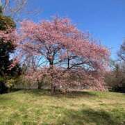 ヒメ日記 2026/04/02 11:53 投稿 まどか 甲府人妻隊