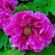 ヒメ日記 2026/04/04 13:52 投稿 まどか 甲府人妻隊