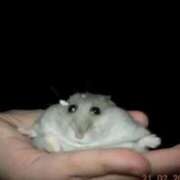 ほむら ありがとうございました 上野　御徒町オトナのハンドメイド