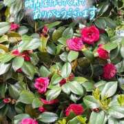 ヒメ日記 2026/04/16 22:20 投稿 まみ 横浜人妻花壇本店