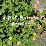 ヒメ日記 2026/05/14 22:29 投稿 まみ 横浜人妻花壇本店