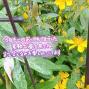 ヒメ日記 2026/05/16 22:21 投稿 まみ 横浜人妻花壇本店