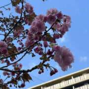 ヒメ日記 2026/04/10 08:19 投稿 体験入店【みさき】 脱がされたい人妻 越谷店