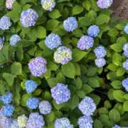 ヒメ日記 2026/05/29 10:54 投稿 かおり 奥様の実話 谷九店