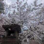 ヒメ日記 2026/04/06 07:52 投稿 綾 ぎんねこ