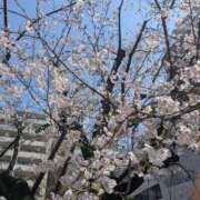 ヒメ日記 2026/04/07 07:32 投稿 綾 ぎんねこ
