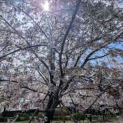 ヒメ日記 2026/04/15 07:08 投稿 綾 ぎんねこ