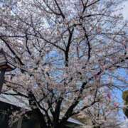 ヒメ日記 2026/04/20 07:02 投稿 綾 ぎんねこ
