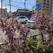 ヒメ日記 2026/04/22 06:59 投稿 綾 ぎんねこ