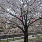 ヒメ日記 2026/04/24 07:25 投稿 綾 ぎんねこ