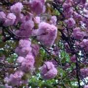 ヒメ日記 2026/04/27 07:11 投稿 綾 ぎんねこ