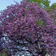 ヒメ日記 2026/04/28 07:14 投稿 綾 ぎんねこ