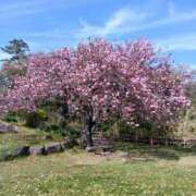 ヒメ日記 2026/04/29 07:12 投稿 綾 ぎんねこ