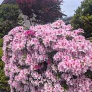 ヒメ日記 2026/05/12 07:09 投稿 綾 ぎんねこ