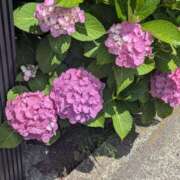 ヒメ日記 2026/06/22 07:09 投稿 綾 ぎんねこ