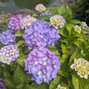 ヒメ日記 2026/06/24 06:59 投稿 綾 ぎんねこ