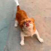 ヒメ日記 2026/07/30 06:59 投稿 綾 ぎんねこ