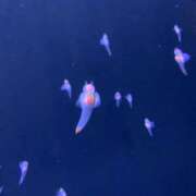 ヒメ日記 2026/04/02 23:53 投稿 かれん Lolipop（ロリポップ）