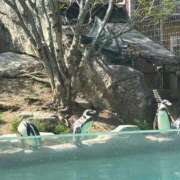 ヒメ日記 2026/04/17 12:53 投稿 あいら 大高・大府市・東海市ちゃんこ