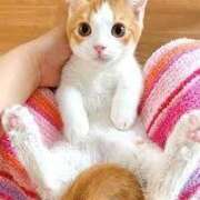 ヒメ日記 2026/04/03 20:24 投稿 志穂 ぎんねこ