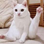 ヒメ日記 2026/04/06 20:07 投稿 志穂 ぎんねこ