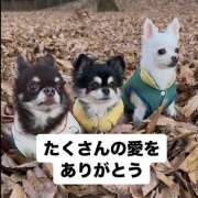 ヒメ日記 2026/04/25 19:04 投稿 志穂 ぎんねこ
