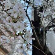 ヒメ日記 2026/04/02 12:22 投稿 鈴屋　ひかり OLセレクション宇都宮店