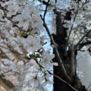 ヒメ日記 2026/04/02 12:34 投稿 鈴屋　ひかり OLセレクション宇都宮店