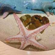 清水せいら(しみずせいら) 水族館♡ 桃色奥様(佐賀)