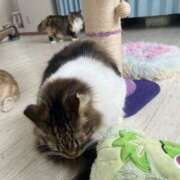 ヒメ日記 2026/06/11 14:46 投稿 あやか NesoMania