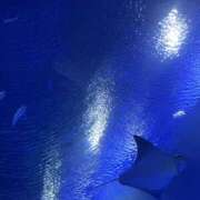 ヒメ日記 2026/07/15 06:44 投稿 あやか NesoMania
