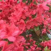 ヒメ日記 2026/06/06 17:45 投稿 桜ちとせ コウテイ
