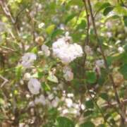 ヒメ日記 2026/07/28 08:35 投稿 桜ちとせ コウテイ