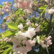 ヒメ日記 2026/08/02 09:25 投稿 桜ちとせ コウテイ