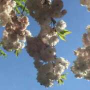ヒメ日記 2026/09/20 07:25 投稿 桜ちとせ コウテイ