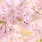 桜ちとせ 昨日もありがとう〜！🌸 コウテイ