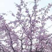 ヒメ日記 2026/04/06 09:45 投稿 あやか おいらん遊郭