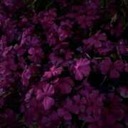 ヒメ日記 2026/04/30 09:58 投稿 朝比奈みく 全裸美女からのカゲキな誘惑