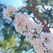 ヒメ日記 2026/04/02 16:15 投稿 いろは 出会い系人妻ネットワーク 五反田～品川編