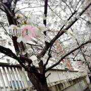 ヒメ日記 2026/03/27 17:32 投稿 はるか AZURE（アジュール）