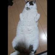 ヒメ日記 2026/04/08 19:47 投稿 あいこ I❤HIMEJI（アイラブ姫路）