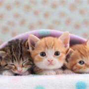 りお おはようございます マダム錦糸町