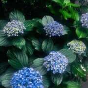 ヒメ日記 2026/06/15 23:49 投稿 みつば sweet kiss