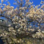 ヒメ日記 2026/04/07 05:03 投稿 れの ハニープラザ（ユメオト）