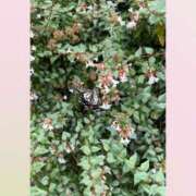 ヒメ日記 2026/06/15 18:15 投稿 茜/あかね ANEJE～アネージュ池袋～(ユメオト)