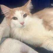 ヒメ日記 2026/04/01 07:52 投稿 稲葉ゆあ しこたま奥様 横浜店